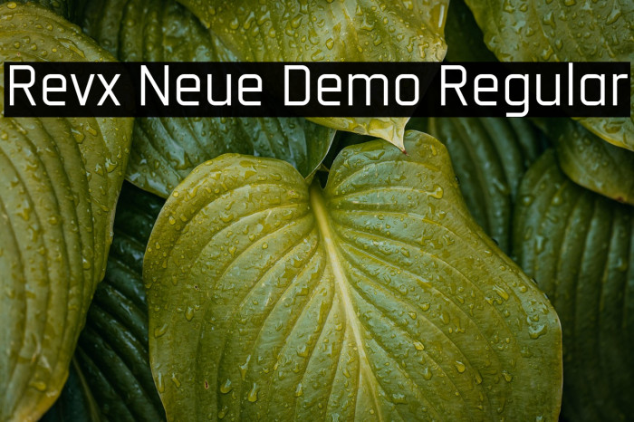 Revx Neue Demo Regular Example 3