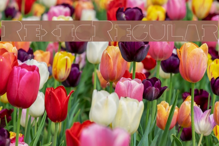 Rexic-Regular Example 3