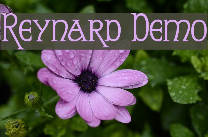 Reynard Demo Fonte examples