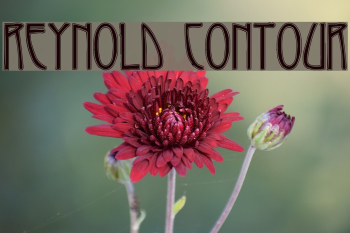Reynold Contour Font examples