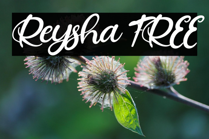 Reysha FREE Example 1