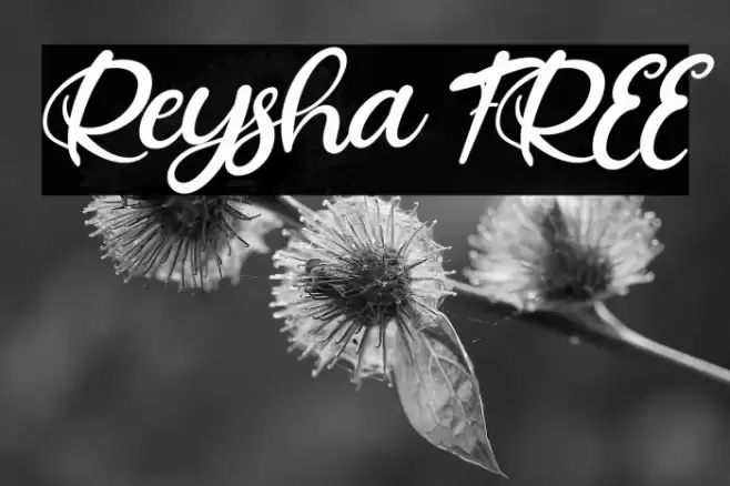 Reysha FREE Font examples