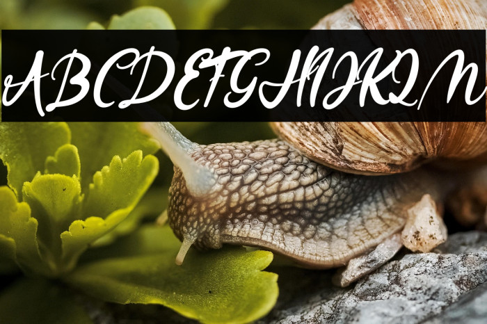 ReyshaFREE Example 2