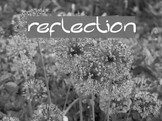 reflection Font examples