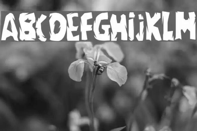 regime Font examples