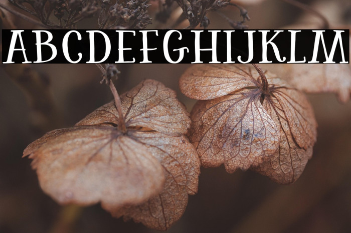 Rhaegarwood Regular Example 1