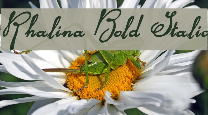 Rhalina Bold Italic Font examples