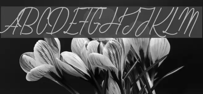 Rhapsodize Slim_PersonalUseOnly Font examples