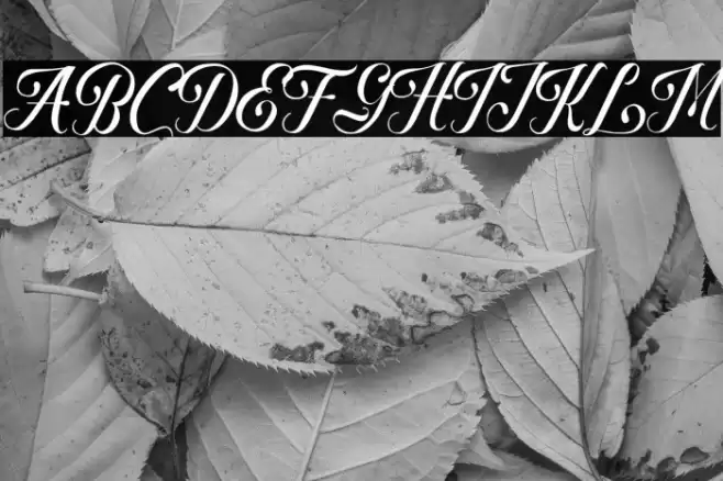 Rhegina Darling Font examples