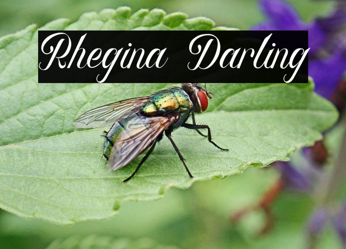 Rhegina Darling Example 3