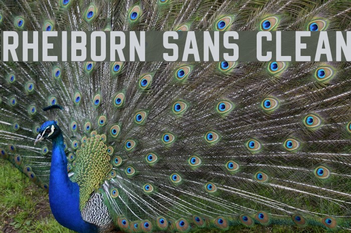 Rheiborn Sans Clean Example 3