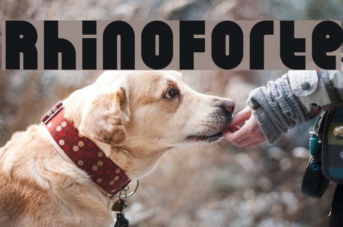 RhinoForte Font examples