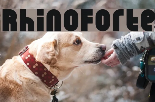 RhinoForte Example 2