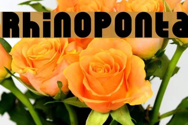 RhinoPonta Example 1