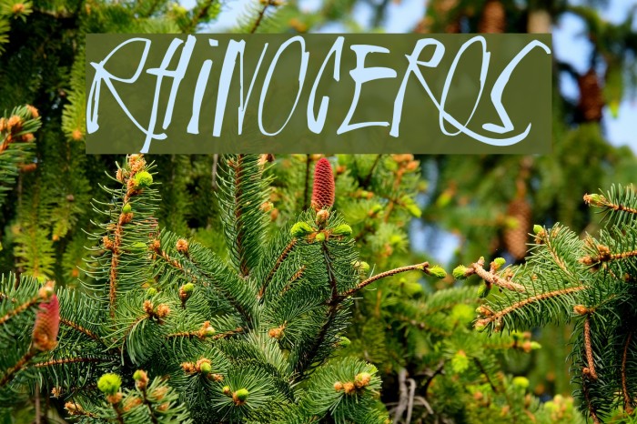 Rhinoceros Example 1