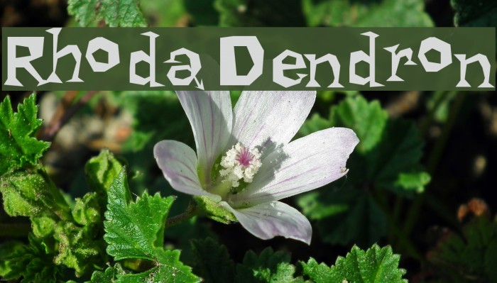 Rhoda Dendron Font examples