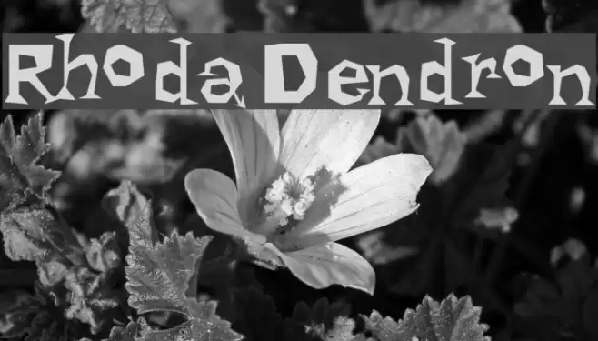 Rhoda Dendron フォント examples