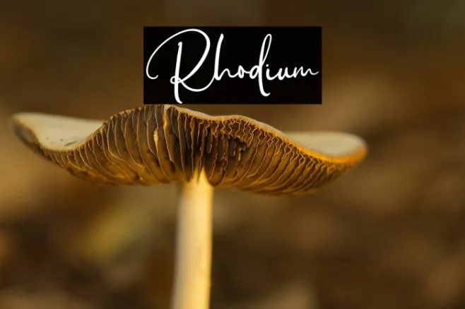 Rhodium Example 1