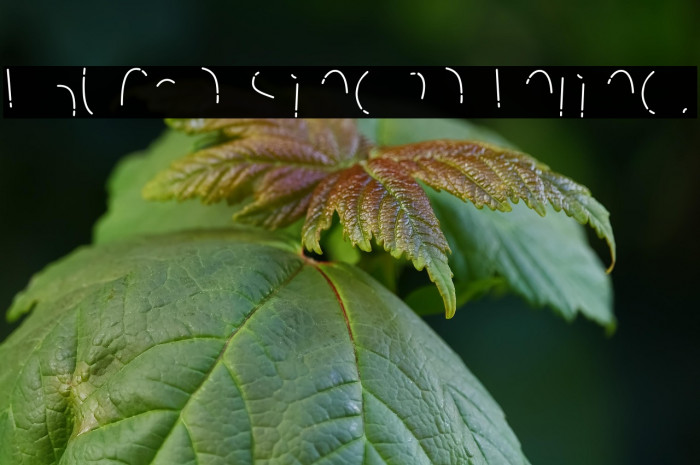 Rhuma Sinera Inline. Example 3