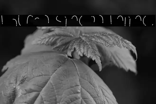 Rhuma Sinera Inline. Font examples