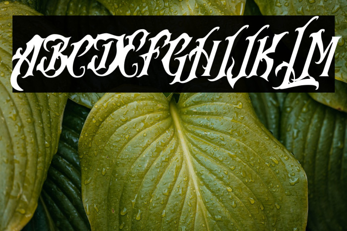 Rhymus Queen Example 1