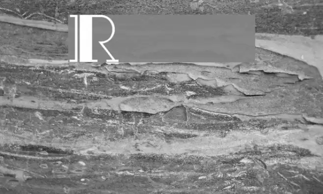 Rialto Font examples