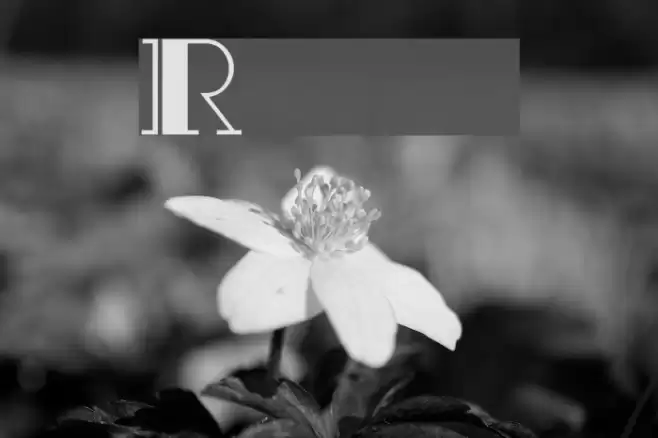 Rialto Font examples