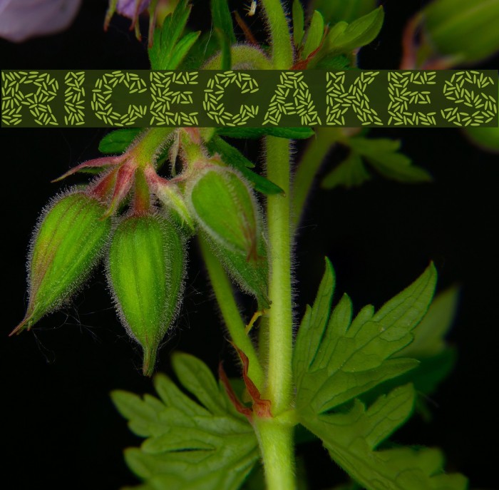 Ricecakes Font examples