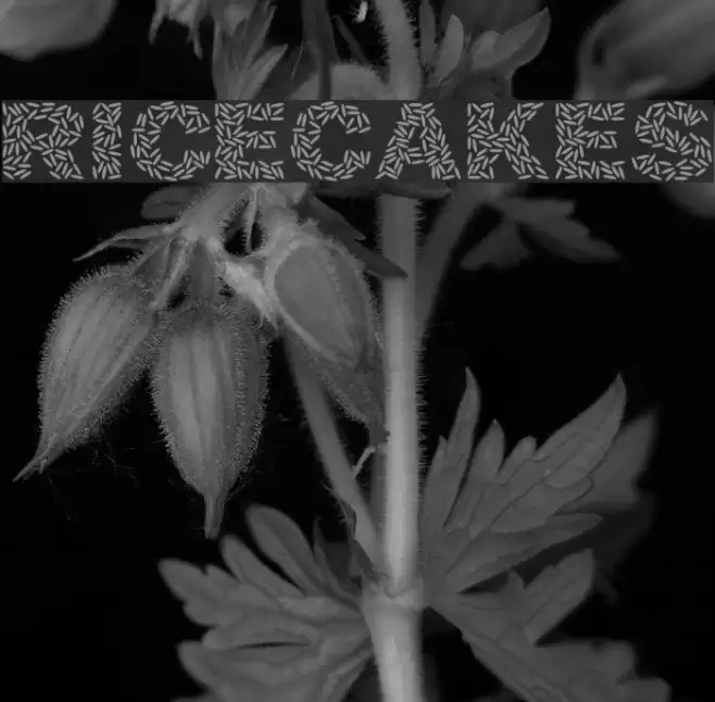 Ricecakes Fuentes examples