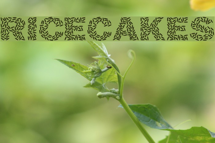 Ricecakes Font examples
