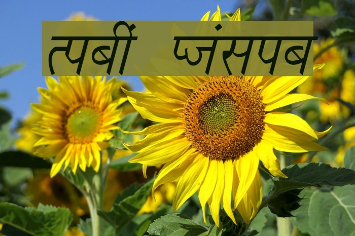 Richa Italic Font examples