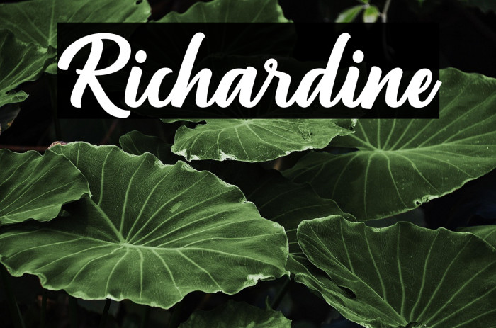 Richardine Example 3