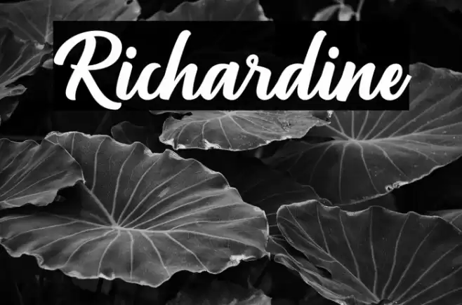 Richardine Font examples