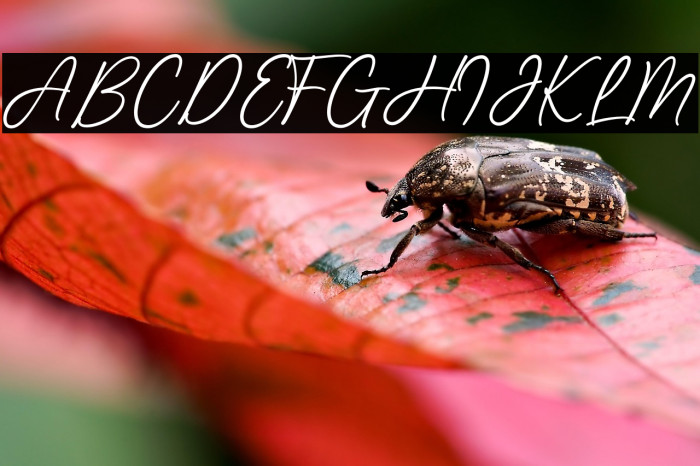 Richmond Regular Example 3