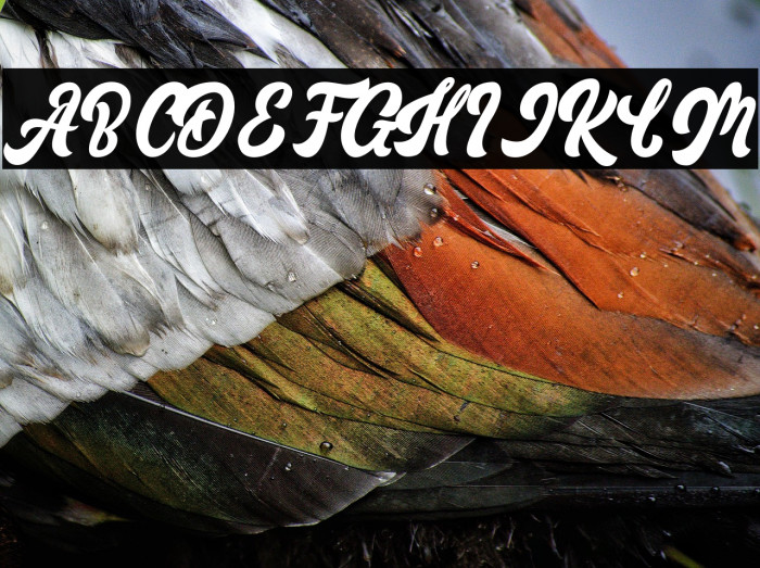 Rickon Regular Example 1