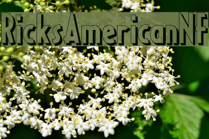 RicksAmericanNF Font examples