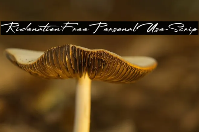 RidenationFreePersonalUse-Scrip Example 2