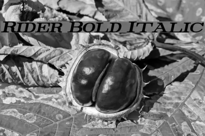 Rider Bold Italic Font examples