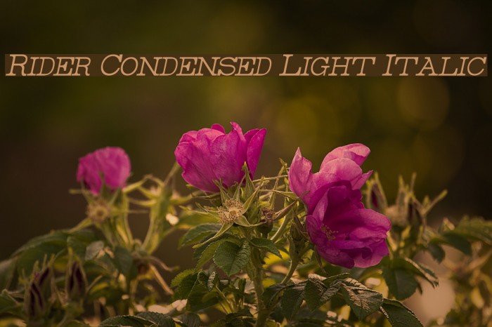 Rider Condensed Light Italic Font examples