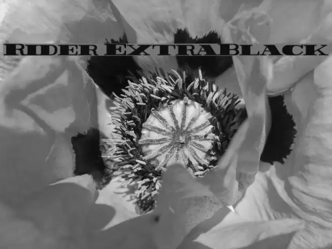 Rider ExtraBlack Font examples