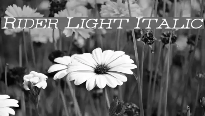 Rider Light Italic Font examples