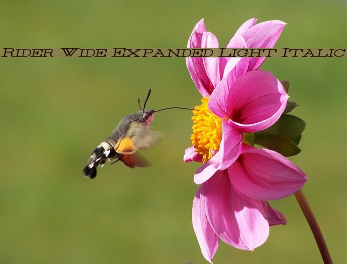 Rider Wide Expanded Light Italic Example 2