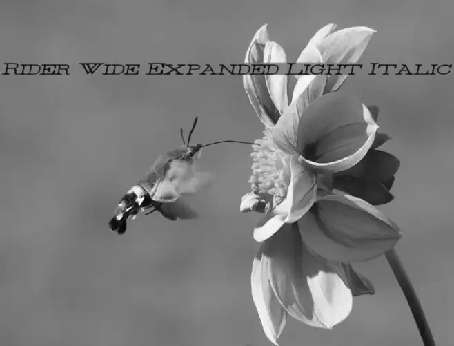 Rider Wide Expanded Light Italic Font examples