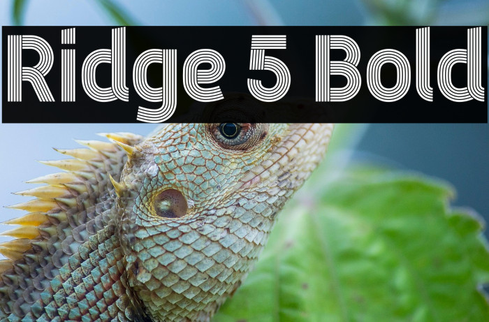 Ridge 5 Bold Example 1