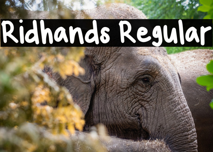 Ridhands Regular Example 1