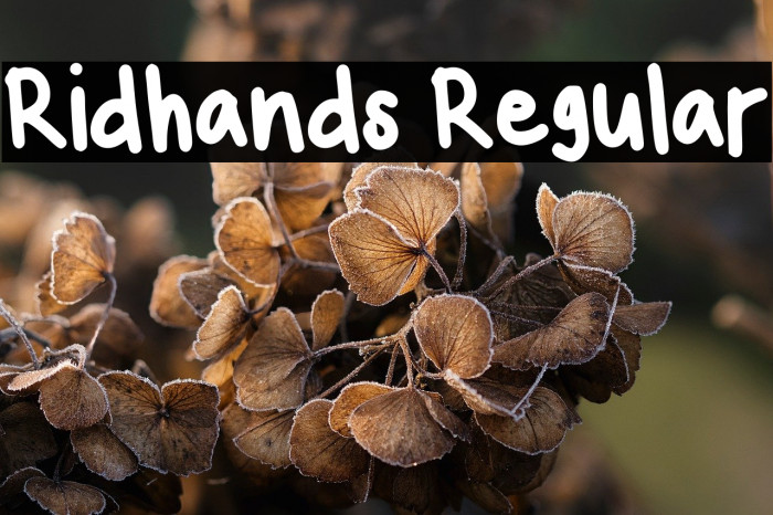 Ridhands Regular Example 3