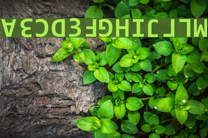 Ridicode Шрифта examples