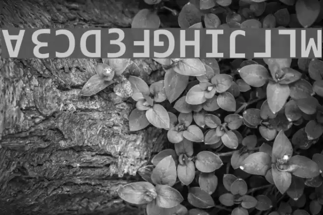 Ridicode Шрифта examples