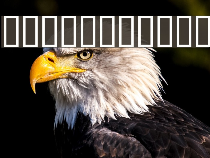 RidiculousArts Example 1