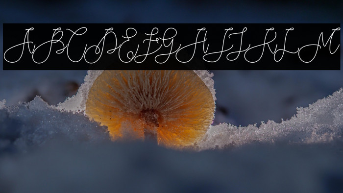 Rieesflomeo Example 1